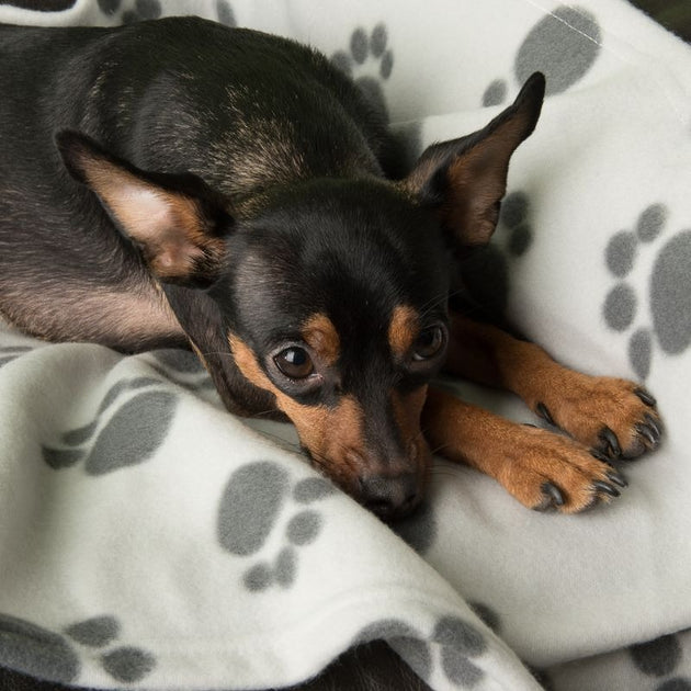 Pawty Fleece Blanket