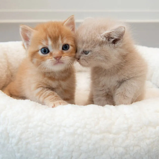 Fluffy 2-in-1 Cuddle Bed
