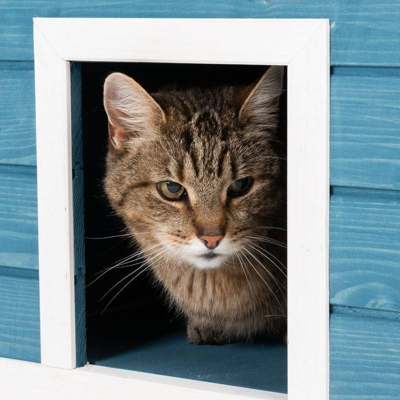 Penthouse Cat House