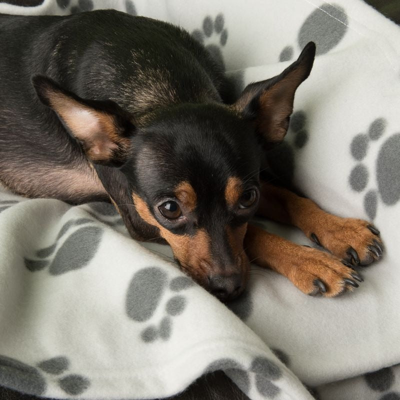 Pawty Fleece Blanket