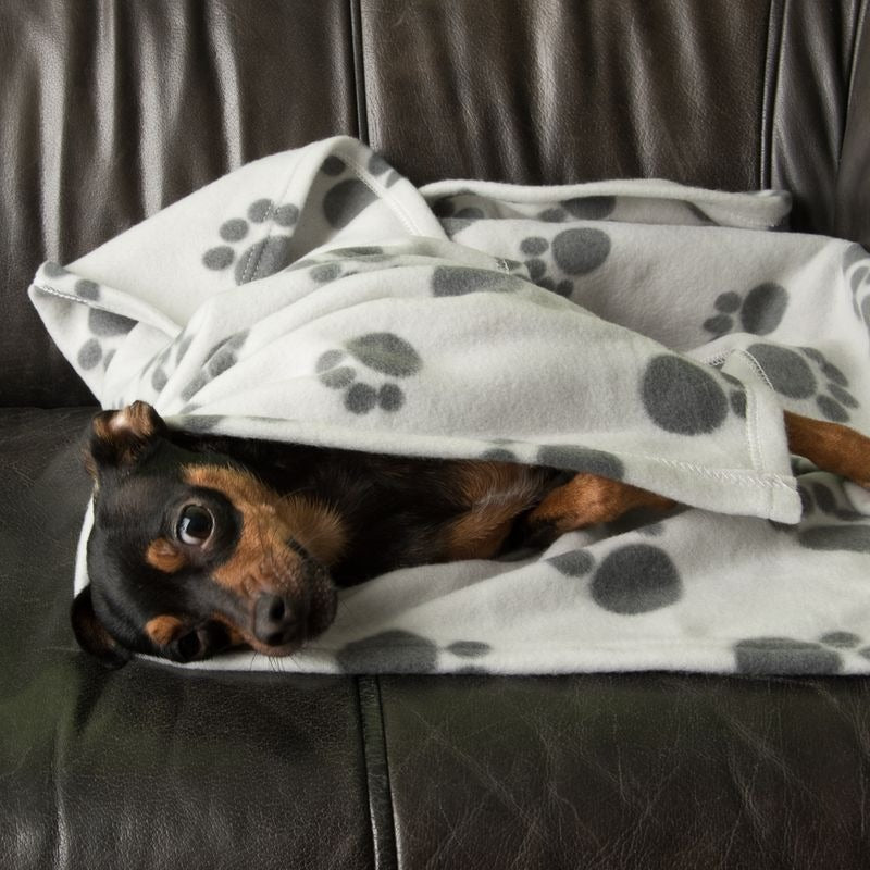 Pawty Fleece Blanket