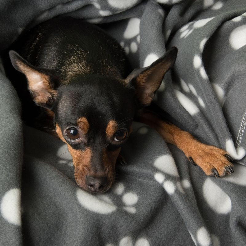 Pawty Fleece Blanket
